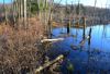 The other side of the beaver pond