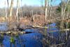 Part of the beaver dam