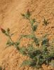Maybe a Starthistle?