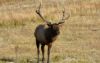 Elk near Madison Jct