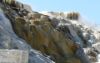 Mammoth Hot Springs - Pallette Spring 