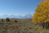 Grand Teton, Mount Moran and aspens