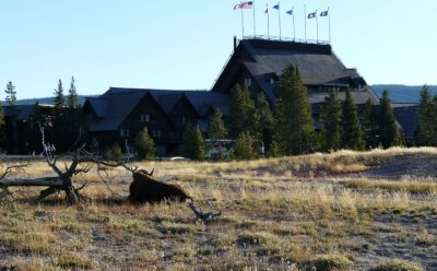 Old Faithful Inn and bison